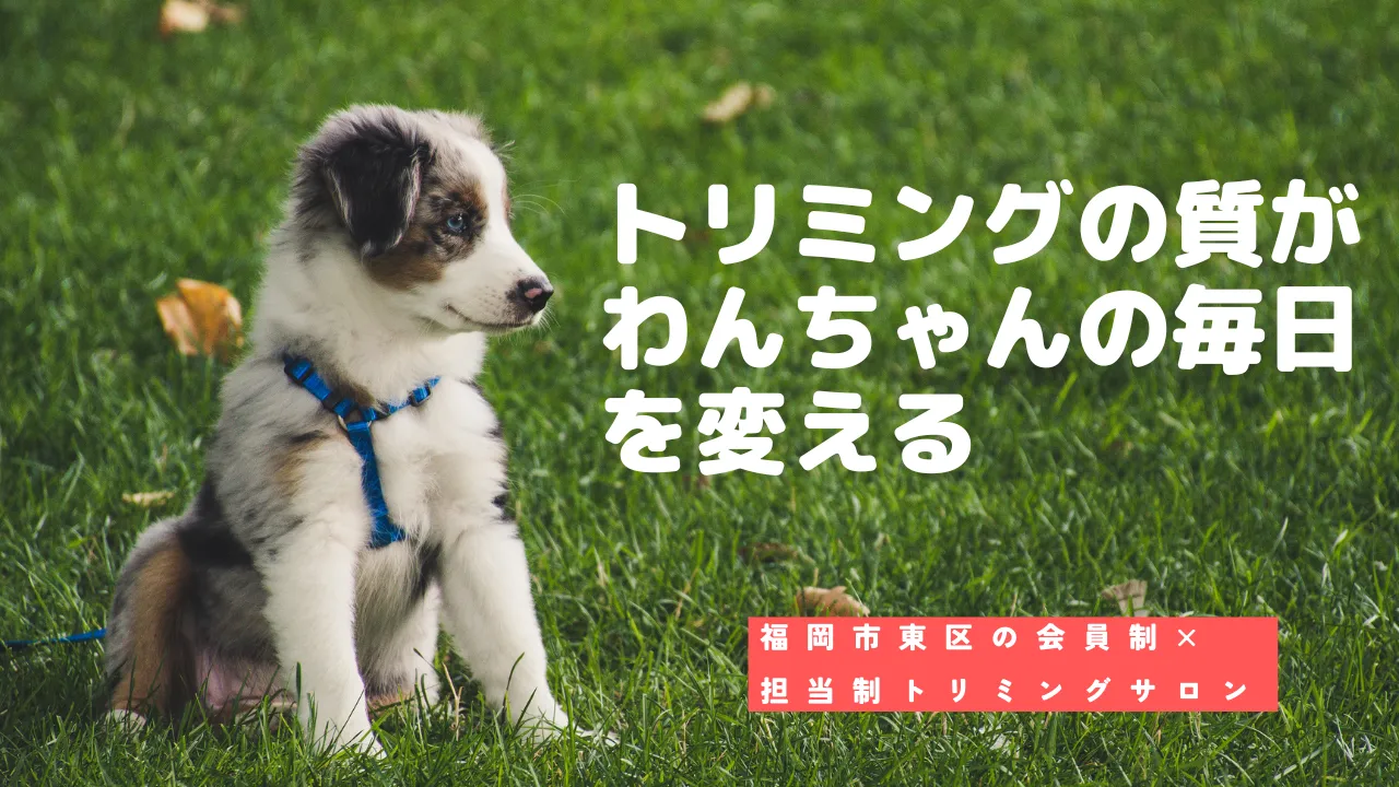 トリミングの質がわんちゃんの毎日を変える｜福岡市東区ドッグサロン Udog監修