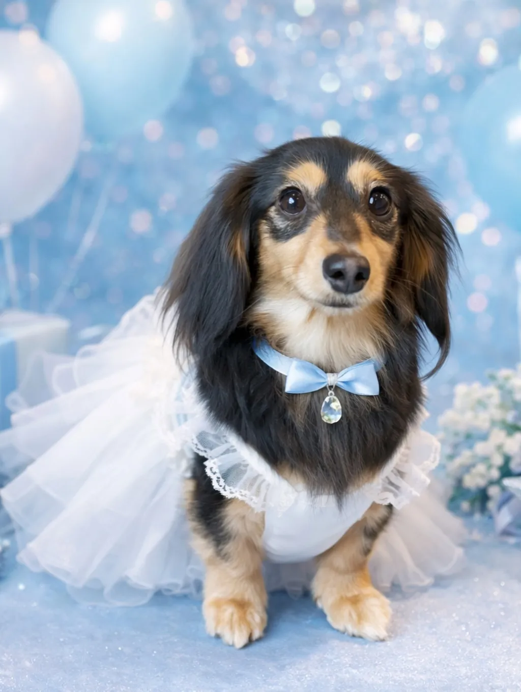 福岡市東区に位置する小型犬に特化したトリミングサロン『ドッグ...