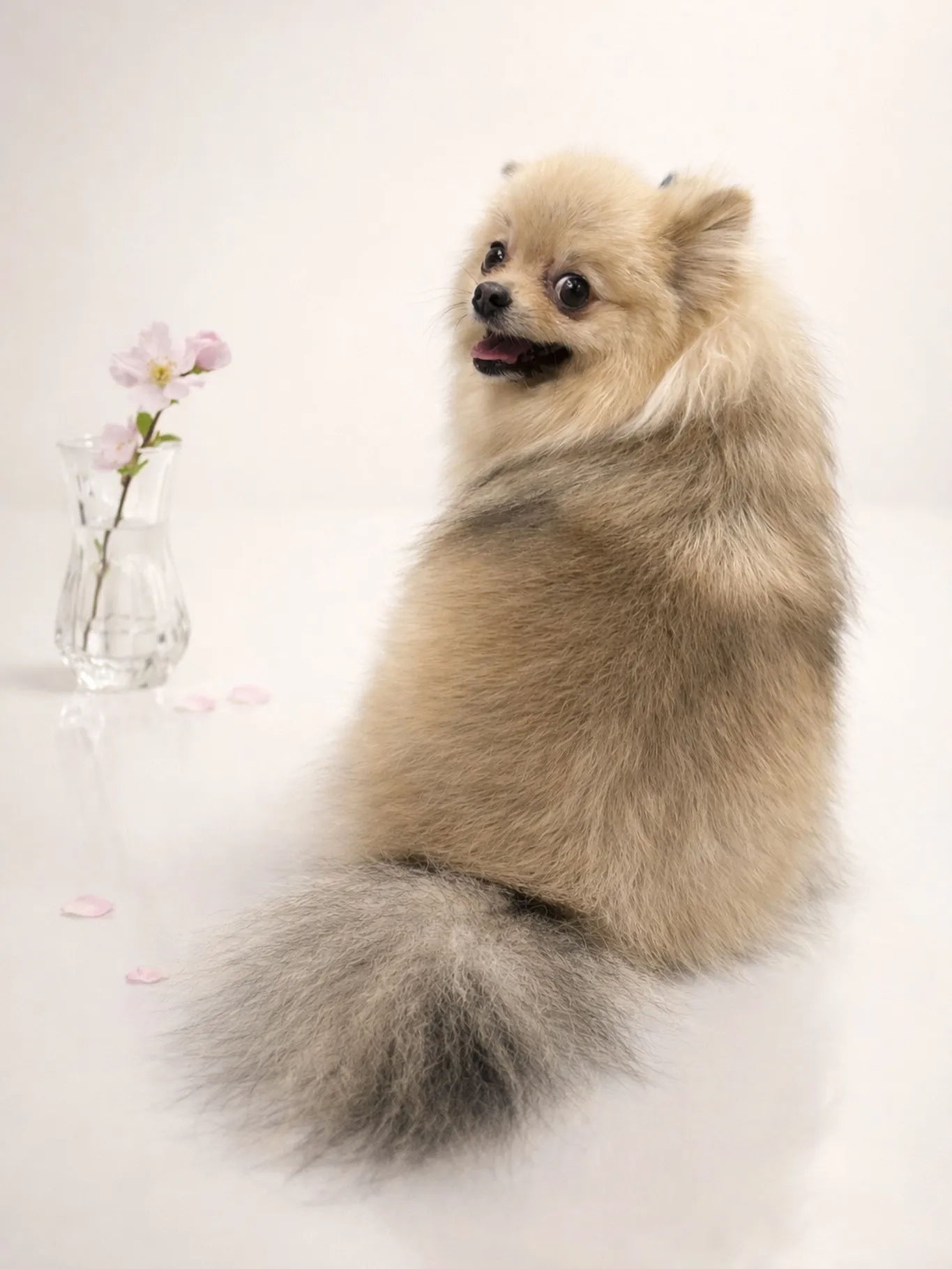 🐾✨福岡市東区の小型犬に特化したトリミングサロン『ドッグサロ...