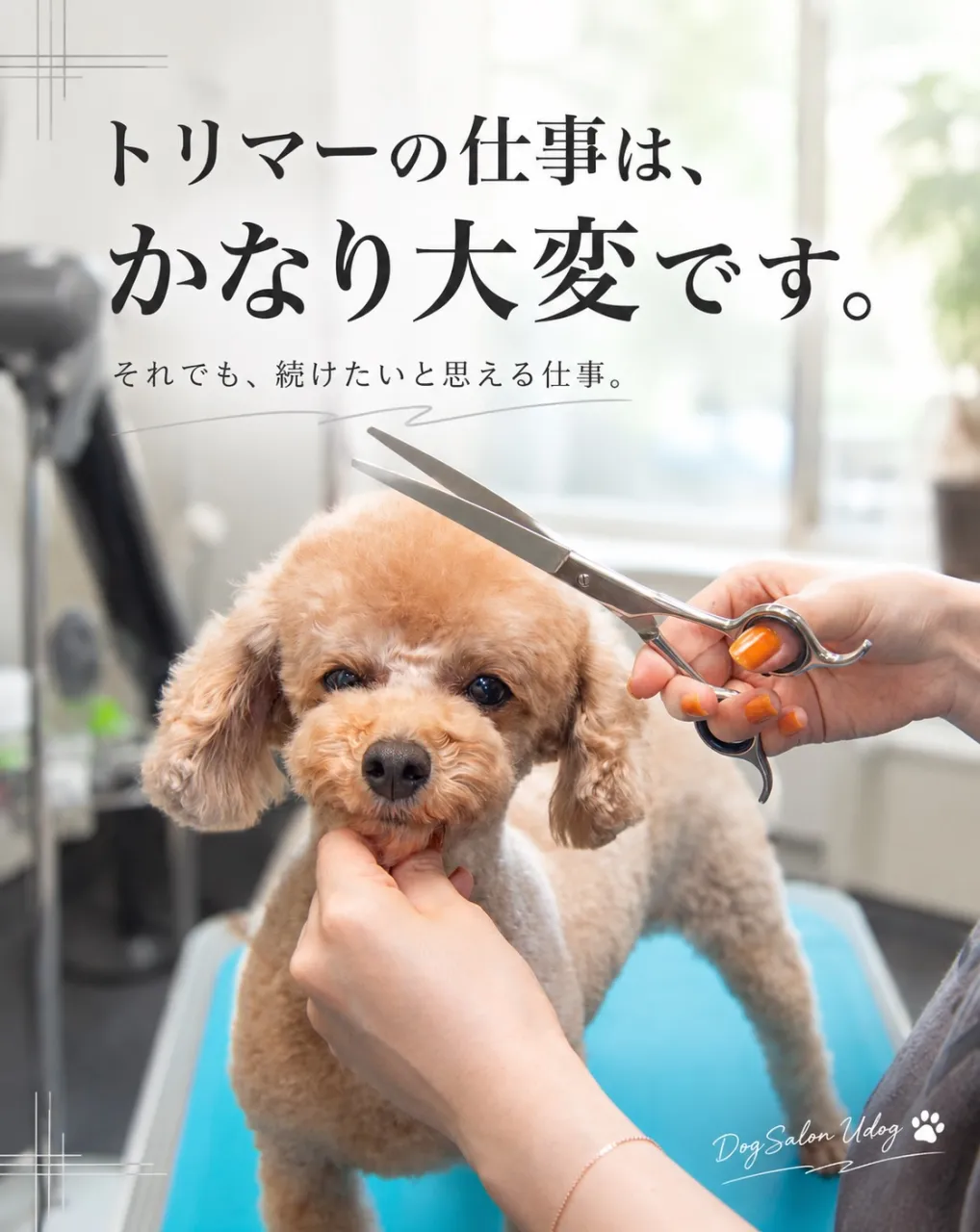 福岡市東区のドッグサロンUdogオーナートリマー目線で、『愛...