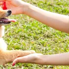 社会化トレーニング