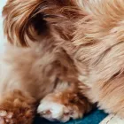 プライバシーポリシー